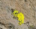 Dionysia revoluta